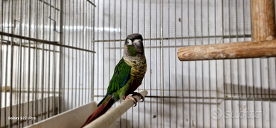 Pyrrhura molinae maschio