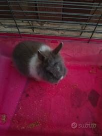 Coniglio nano grigio bianco