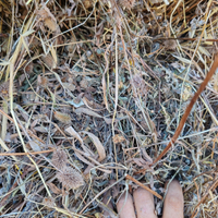 Fieno di trifoglio asciutto