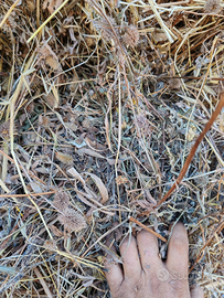 Fieno di trifoglio asciutto