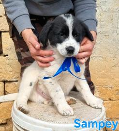 Sampey cucciolo maschio