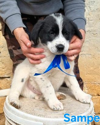 Sampey cucciolo maschio