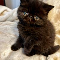 Gattina Persiana femmina nera