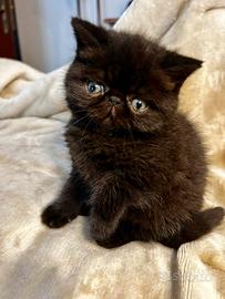 Gattina Persiana femmina nera