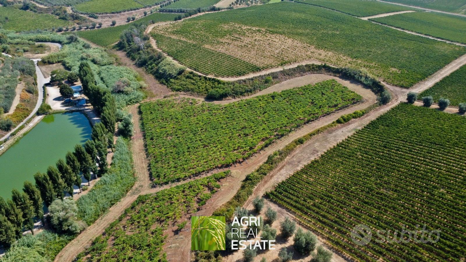 Terreno agricolo 12 ettari con vigneto e uliveto - Vista 5