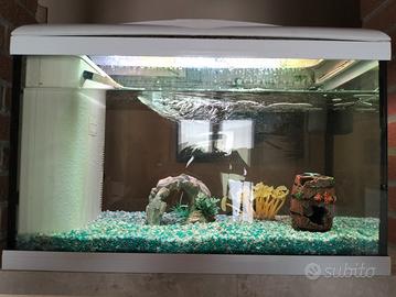 Acquario