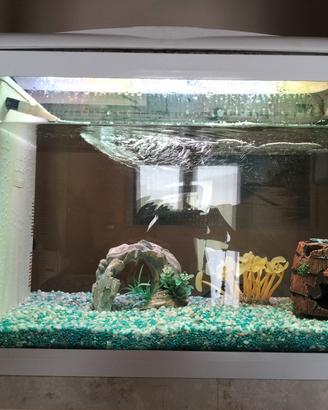 Acquario