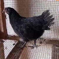 Pulcino Australorp nero