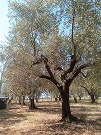 Piante di Ulivo leccio 