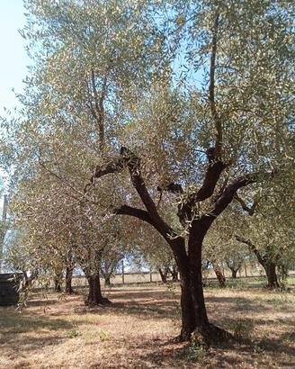 Piante di Ulivo leccio 