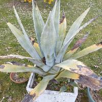 Agave americana