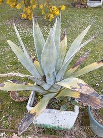Agave americana