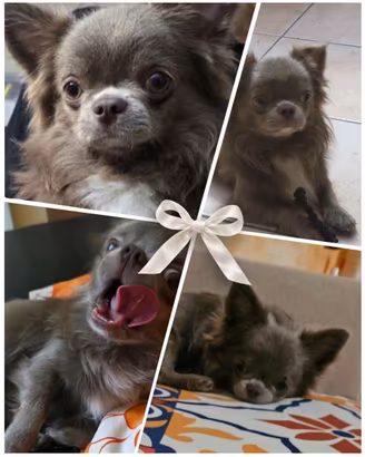 Animali