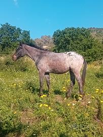 Cavallo puledro appaloosa