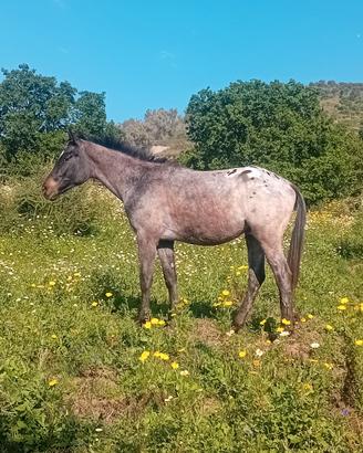 Cavallo puledro appaloosa