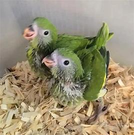 Parrocchetti Monaci PULLI Allevati a Mano - Dolcis