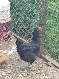 Gallina che depone uova di colore verde oliva