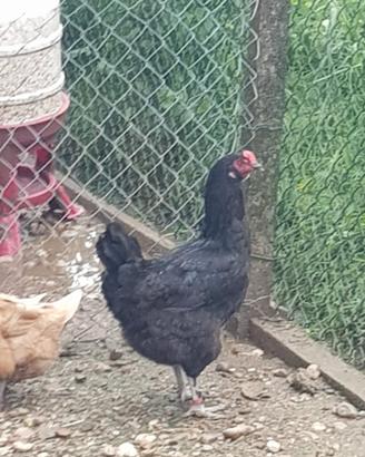Gallina che depone uova di colore verde oliva