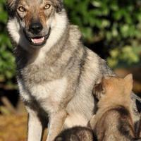 Cuccioli lupo cecoslovacco