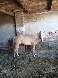 Cavallo paint