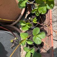 Piantine fragole
