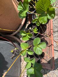 Piantine fragole