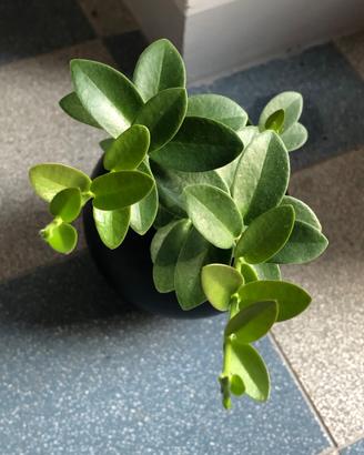piante hoya