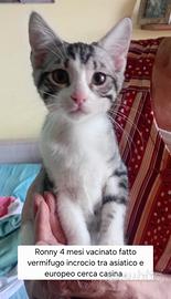 Gattini, 4 mesi
