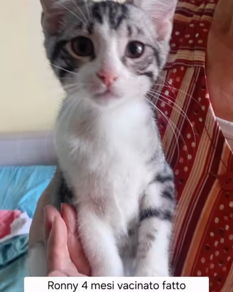 Gattini, 4 mesi