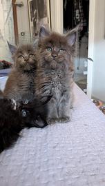 Cuccioli Maine coon