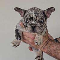 Bulldog Francesi colori esotici