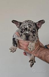 Bulldog Francesi colori esotici