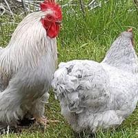 Galline conciccine grigio perlato pure