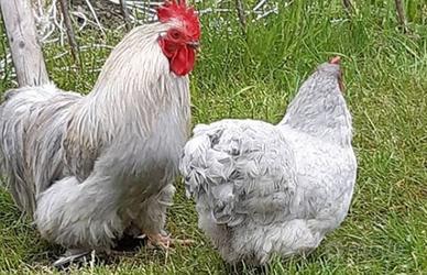 Galline conciccine grigio perlato pure