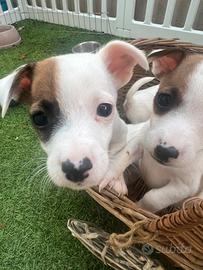 Ultimi cuccioli Jack Russel mini