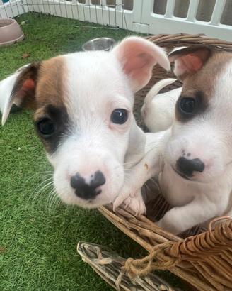 Ultimi cuccioli Jack Russel mini