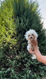 Maltese