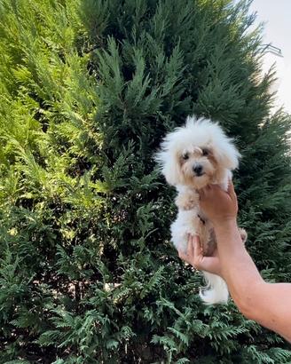 Maltese