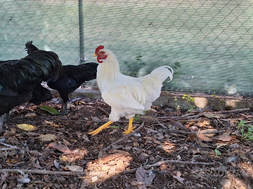 Galletto - Gallo bianco