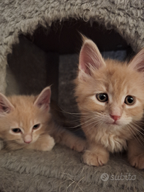 Cucciole di Maine Coon