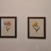 8 stampe antiche con tulipani