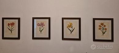 8 stampe antiche con tulipani