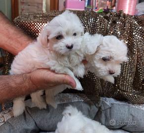 Ultima Cucciola di Maltese