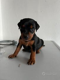 Cuccioli di Pinscher Nero Focato, Pedigree
