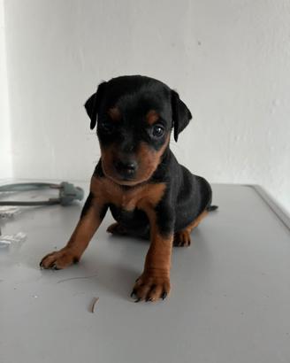 Cuccioli di Pinscher Nero Focato, Pedigree