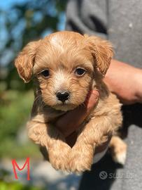 Cuccioli maltipoo