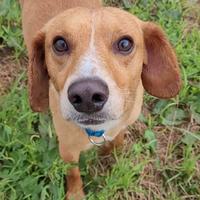 Piccolo meticcio simpatico