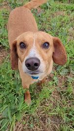 Piccolo meticcio simpatico