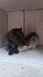 Coppia meravigliosi gattini pelo semilungo OMAGGIO