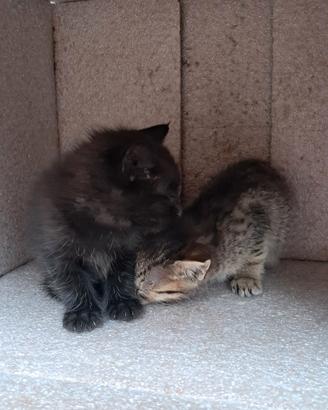 Coppia meravigliosi gattini pelo semilungo OMAGGIO